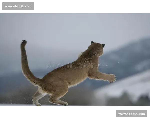 美洲豹与美洲狮巅峰对决丛林王者力量智慧全面较量生存领地终极博弈